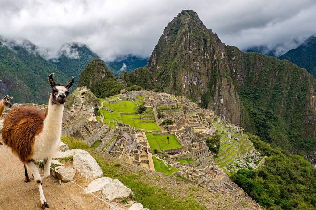 a llama at Machu Picchu